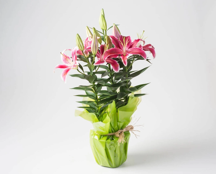 Lírios Plantados em Vaso